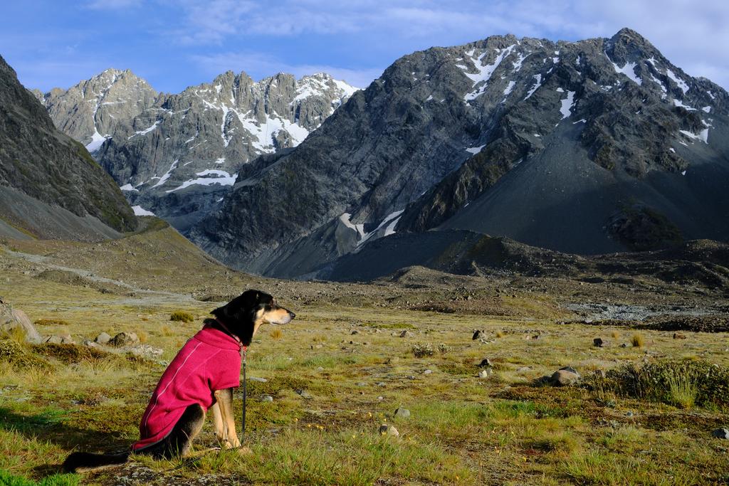 Korra, the mountain dog, still in her PJs.