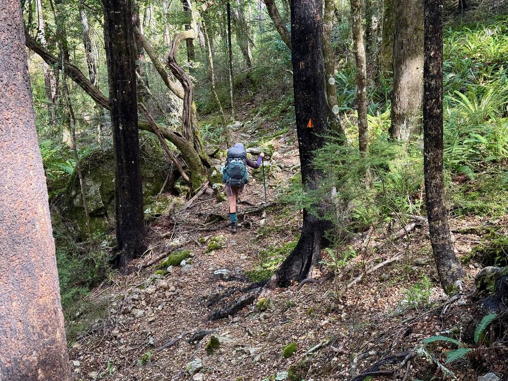 Some of the pleasant forest on the way to Middy Hut.