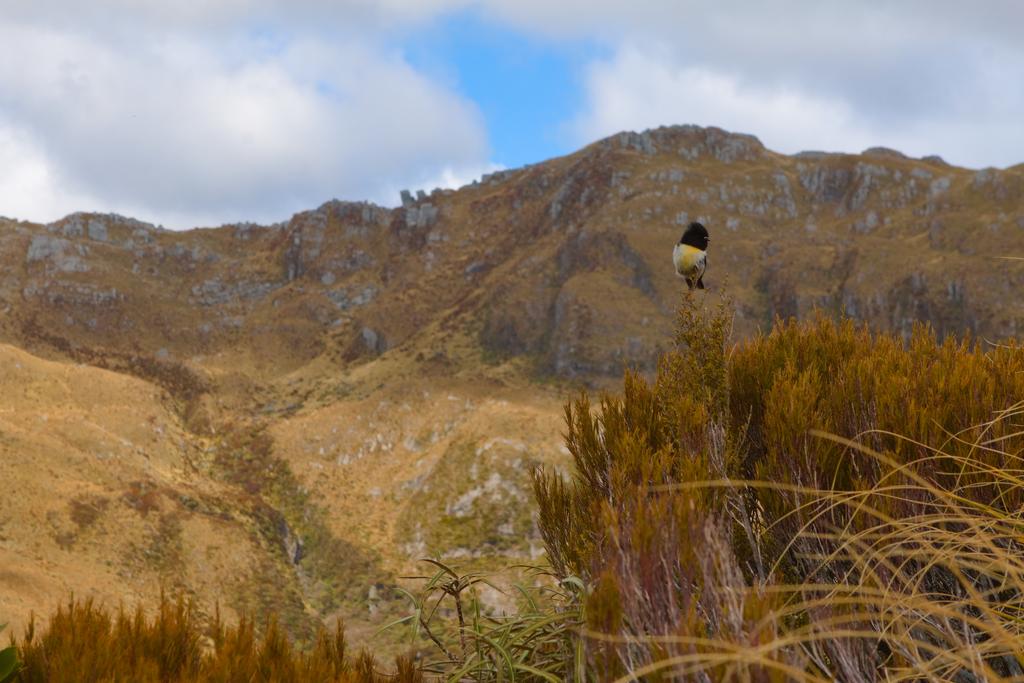 A very cute [Miromiro / Tomtit](https://nzbirdsonline.org.nz/species/tomtit) with Mt O'Shanessy in the background.