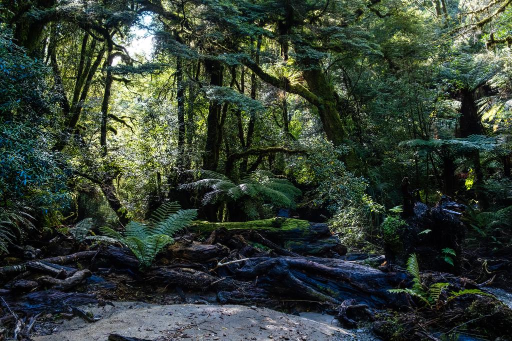 Old wood from previous floods.